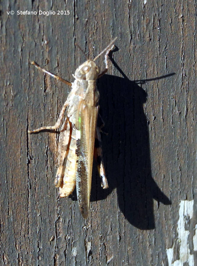 Epacromius tergestinus tergestinus  (Acrididae)